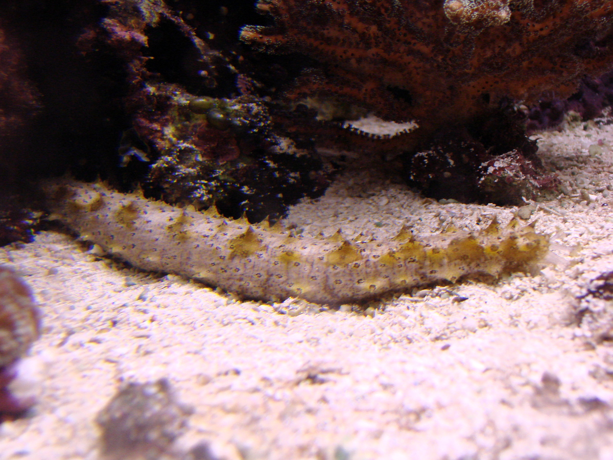 holothuria floridana